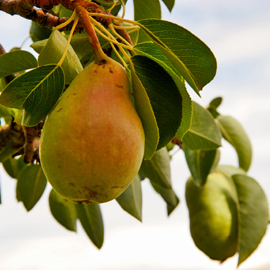 Meet the Folks Who Grow Your Fruit: McCoubrey Farms